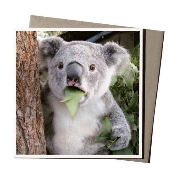 Shocked Koala Card